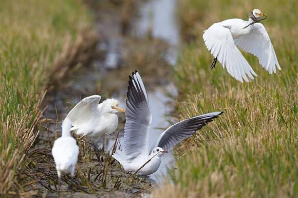 Casetes Joan De Pataca 3 Deltebre Eksteriør billede